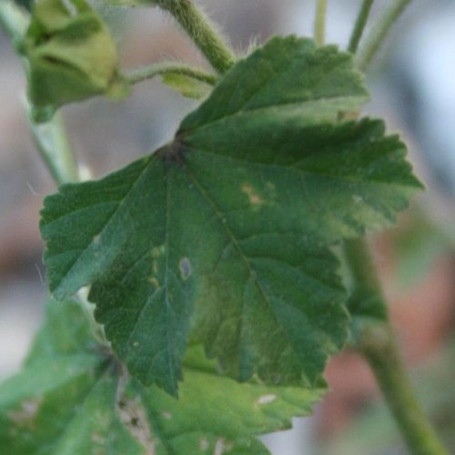 Wilde Malve / Malva sylvestris