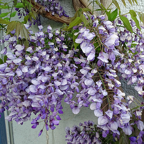 Glyzine / Wisteria sinensis