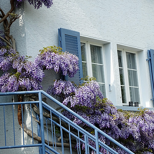 Glyzine / Wisteria sinensis