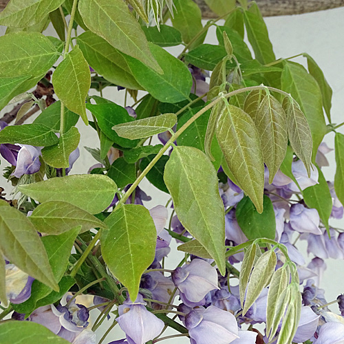 Glyzine / Wisteria sinensis