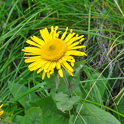 Kleine Telekie / Xerolekia speciosissima