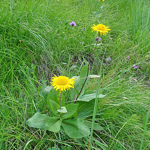 Kleine Telekie / Xerolekia speciosissima