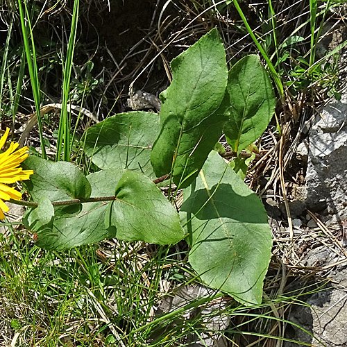 Kleine Telekie / Xerolekia speciosissima