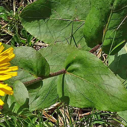 Kleine Telekie / Xerolekia speciosissima