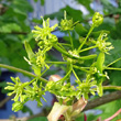Blütenfoto Acer campestre