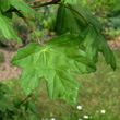 Blätterfoto Acer campestre