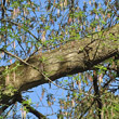 Stängel-/Stammfoto Acer negundo