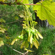 Foto von Besonderheit Acer opalus