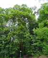 Habitusfoto Acer pseudoplatanus