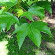 Blätterfoto Acer pseudoplatanus