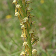 Blütenfoto Orchis anthropophora