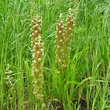 Habitusfoto Orchis anthropophora