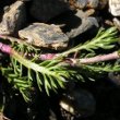 Blätterfoto Achillea atrata