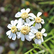 Blütenfoto Achillea atrata