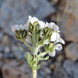 Foto von Besonderheit Achillea atrata