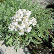 Portraitfoto Achillea clavenae