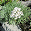 Habitusfoto Achillea clavenae