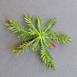 Foto von Besonderheit Achillea erba-rotta ssp. moschata