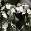 Portraitfoto Achillea macrophylla