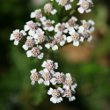 Blütenfoto Achillea millefolium