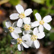 Portraitfoto Achillea erba-rotta ssp. moschata