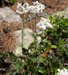 Habitusfoto Achillea erba-rotta ssp. moschata