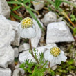 Portraitfoto Achillea oxyloba