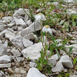 Habitusfoto Achillea oxyloba