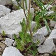 Blätterfoto Achillea oxyloba