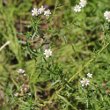 Foto von Besonderheit Achillea ptarmica