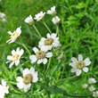 Blütenfoto Achillea ptarmica