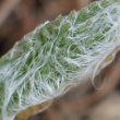 Foto von Besonderheit Achillea tomentosa