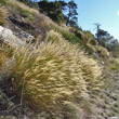 Portraitfoto Achnatherum calamagrostis