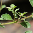 Blätterfoto Acinos alpinus