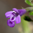 Portraitfoto Acinos alpinus