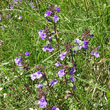 Habitusfoto Acinos alpinus