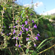 Habitusfoto Acinos arvensis