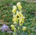 Portraitfoto Aconitum anthora