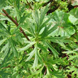 Blätterfoto Aconitum napellus subsp. vulgare