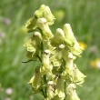 Portraitfoto Aconitum lycoctonum ssp. vulparia