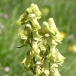 Portraitfoto Aconitum lycoctonum ssp. vulparia