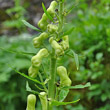 Portraitfoto Aconitum lycotonum subsp. neapolitanum