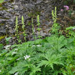 Habitusfoto Aconitum lycotonum subsp. neapolitanum