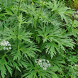 Blätterfoto Aconitum lycotonum subsp. neapolitanum