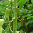 Stängel-/Stammfoto Aconitum lycotonum subsp. neapolitanum