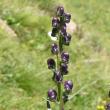 Habitusfoto Aconitum napellus subsp. vulgare