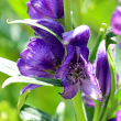 Bl&uuml;tenfoto Aconitum napellus subsp. vulgare