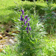 Habitusfoto Aconitum napellus subsp. vulgare
