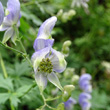 Blütenfoto Aconitum variegatum subsp. paniculatum