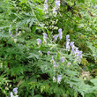 Habitusfoto Aconitum variegatum subsp. paniculatum